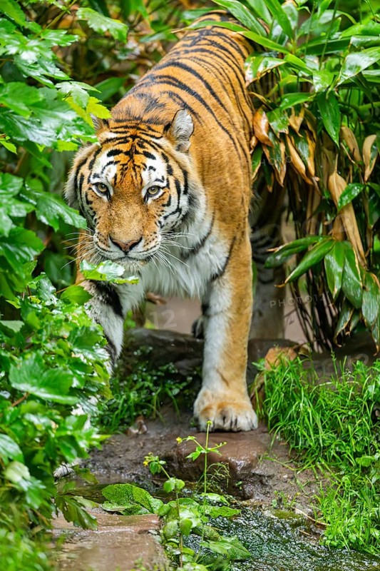 Siberian tiger (Panthera tigris tigris) walking through bushes on a rainy day, captive, Germany