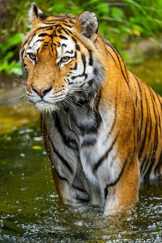 Siberian tiger (Panthera tigris tigris) walking in a lake, captive, Germany