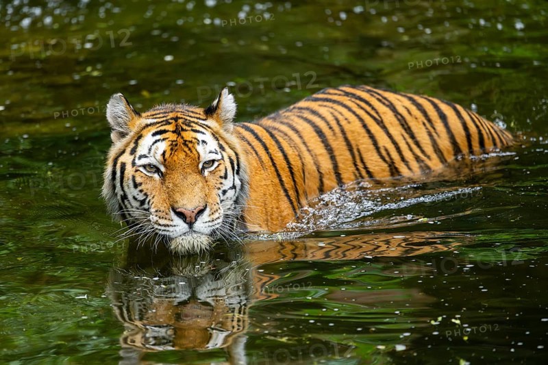 Siberian tiger (Panthera tigris tigris) swimming in a lake, captive, Germany