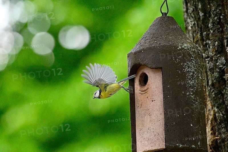 Eurasian blue tit (Cyanistes caeruleus) flying away from a bird house, Bavaria, Germany
