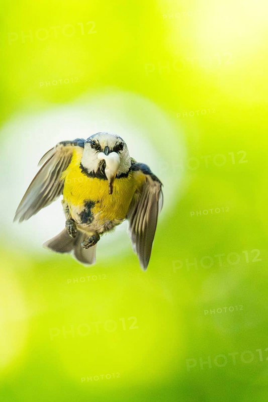 Eurasian blue tit (Cyanistes caeruleus) flying, Bavaria, Germany, Europe: