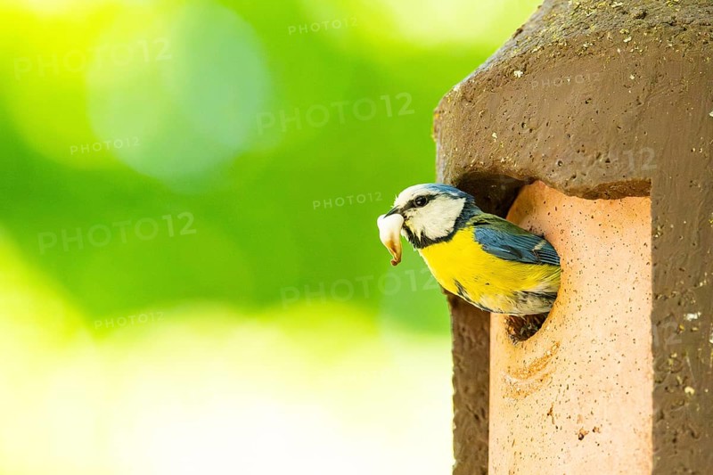 Eurasian blue tit (Cyanistes caeruleus) coming out of a bird house, Bavaria, Germany
