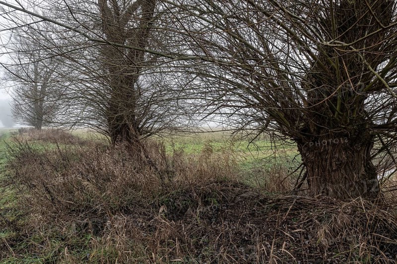 Old willows (Salix) in the fog, Emsland, Lower Saxony, Germany