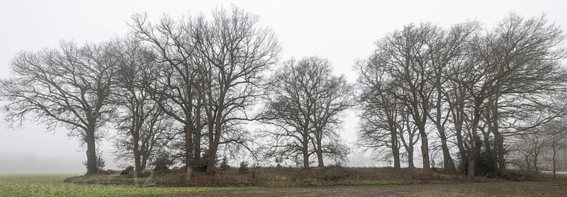 English oaks (Quercus robur) in fog, Emsland, Lower Saxony, Germany