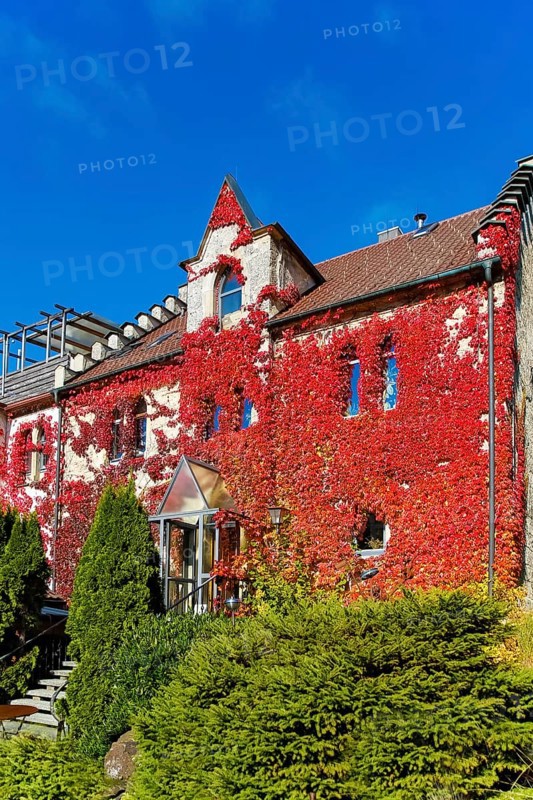 Restaurant Altes Forsthaus near Lichtenstein Castle, restaurant, dining restaurant, historic building, architecture, autumn, Virginia creeper (Parthenocissus quinquefolia), Wild Vine, climbing plant, bright red foliage, leaves, window, Honau, municipality of Lichtenstein, Swabian Alb, Baden-Württemberg, Germany