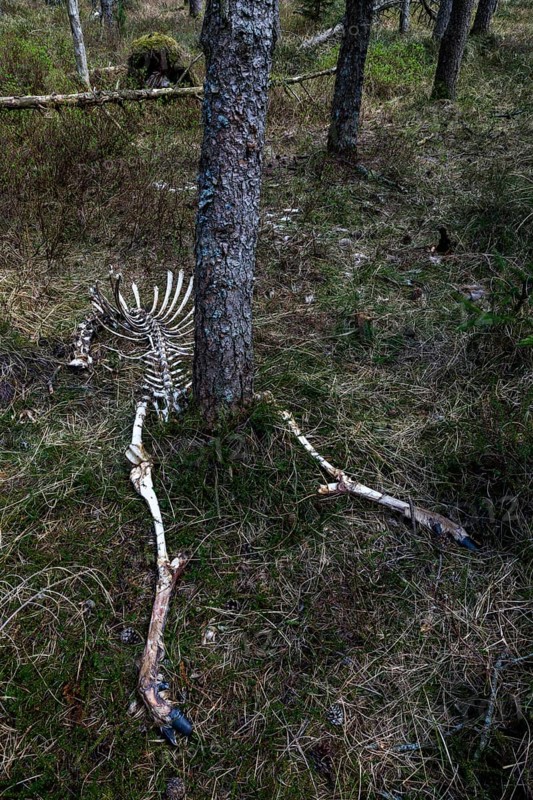 The remains of red deer (Cervus elaphus) taken by wolves (Canis lupus), prey, hunting success, Denmark