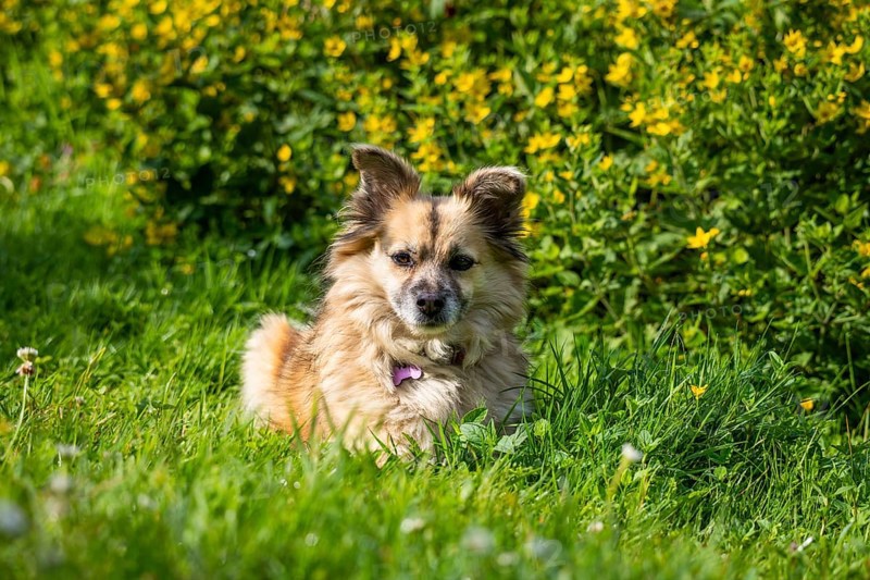 Dog, mixed breed, in a meadow