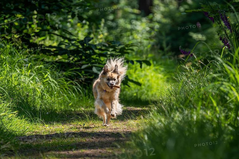 Dog, mixed breed, runs