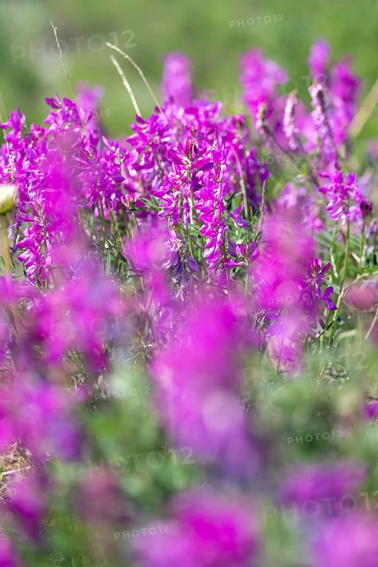 Alpine sweet clover (Hedysarum alpinum) also known as Eskima potato or bear's root, purple flowers, Alaska, USA