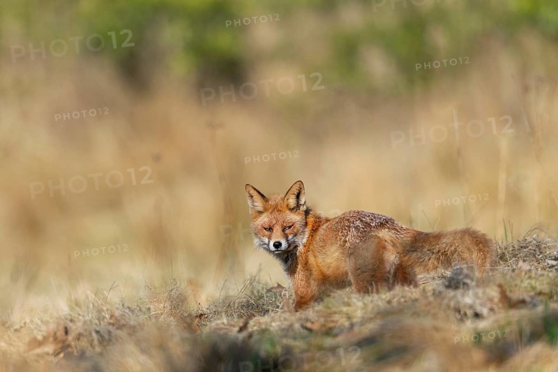 A red fox (Vulpes vulpes) in front of its den, rearing its young, spring, Germany