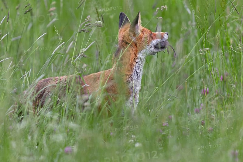 Red fox pheasant (Vulpes vulpes) with captured mouse for the cubs, rearing cubs, early summer, hunting, supply, prey, Slovakia