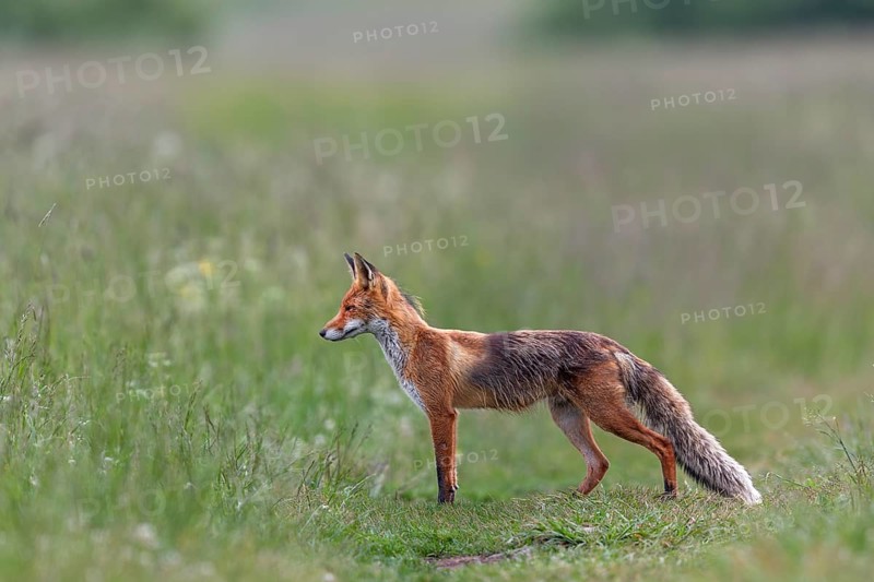 Red fox pheasant (Vulpes vulpes) in the High Tatras hunting for mice, rearing young, early summer, hunting, provisioning, Slovakia