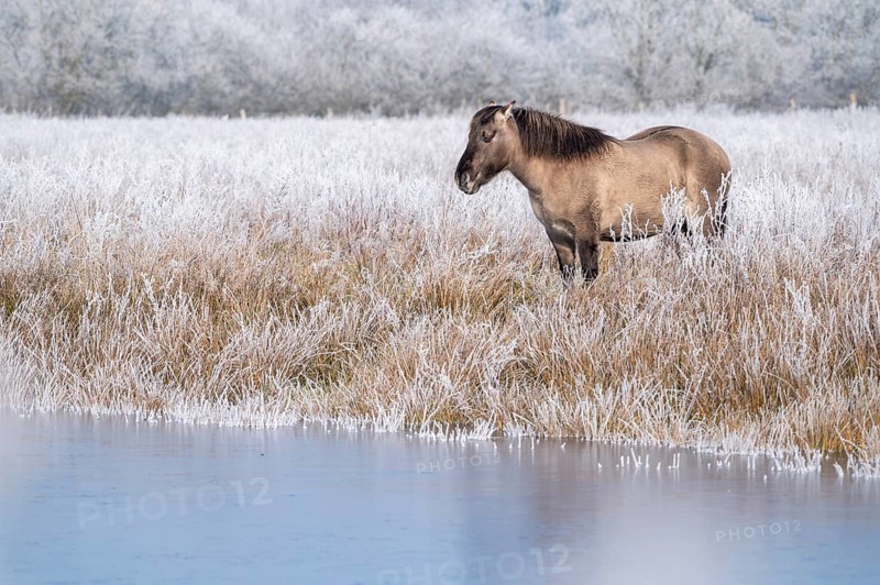 Horse in the foreground on a frosty pasture in diffuse light, Konik, Konik horse, Konik pony (Equus caballus gemelli), winter, landscape conservation in a nature reserve, grazing project, nature conservation, grassland management, Lower Saxony, Germany