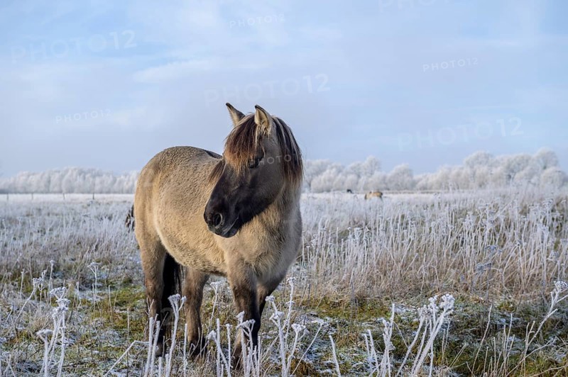 Horse in winter landscape with clear sky and frost-covered plants, Konik, Konik horse, Konik pony (Equus caballus gemelli), winter, landscape conservation in nature reserve, grazing project, nature conservation, grassland conservation, Lower Saxony, Germany