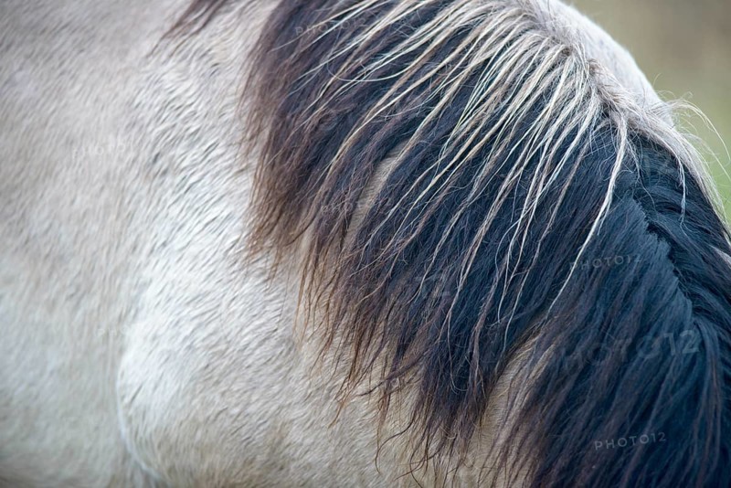 Close-up of a horse's mane in the winter light, Konik, Konik horse, Konik pony (Equus caballus gemelli), winter, landscape conservation in a nature reserve, grazing project, nature conservation, grassland management, Lower Saxony, Germany