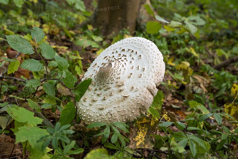 Common giant umbrella on forest floor, parasol mushroom, Granitz Nature Reserve, Southeast Rügen Biosphere Reserve, Rügen Island, Mecklenburg-Western Pomerania, Germany