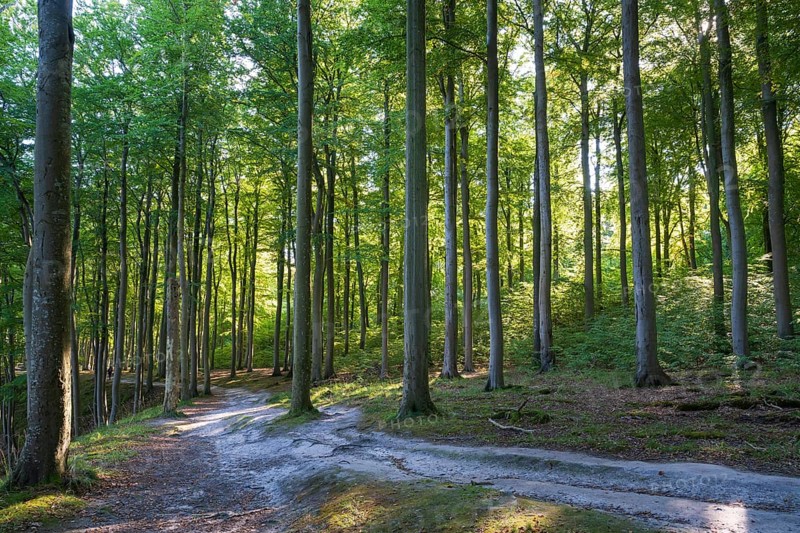 Trail through beech forest, Granitz Nature Reserve, Southeast Rügen Biosphere Reserve, Rügen Island, Mecklenburg-Western Pomerania, Germany