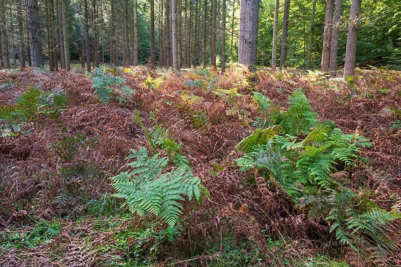 Forest soil with green and brown fern, Granitz Nature Reserve, Southeast Rügen Biosphere Reserve, Rügen Island, Mecklenburg-Western Pomerania, Germany