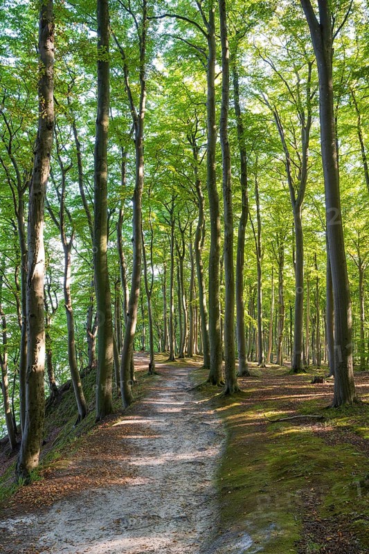 Trail through beech forest, Granitz Nature Reserve, Southeast Rügen Biosphere Reserve, Rügen Island, Mecklenburg-Western Pomerania, Germany