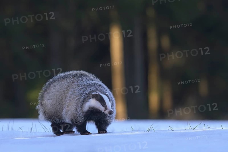 European badger (Meles meles), foraging in a snowy landscape in the last light, Swabian Alb biosphere reserve, Baden-Württemberg, Germany