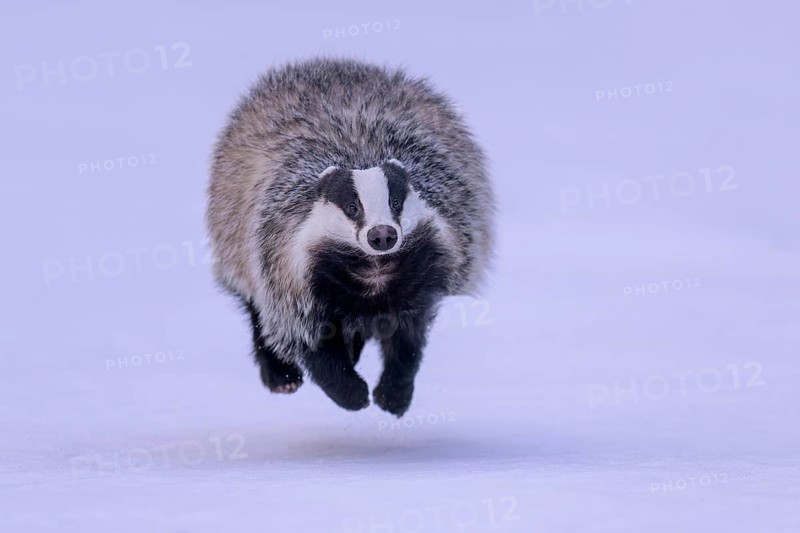 European badger (Meles meles), running in a snowy landscape, Swabian Alb biosphere reserve, Baden-Württemberg, Germany