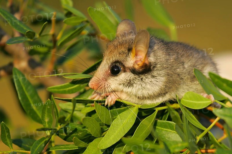 Garden dormouse (Eliomys quercinus), close-up, adult sits in a cute pose in bushes and looks with big, black saucer eyes, Valencia, Spain