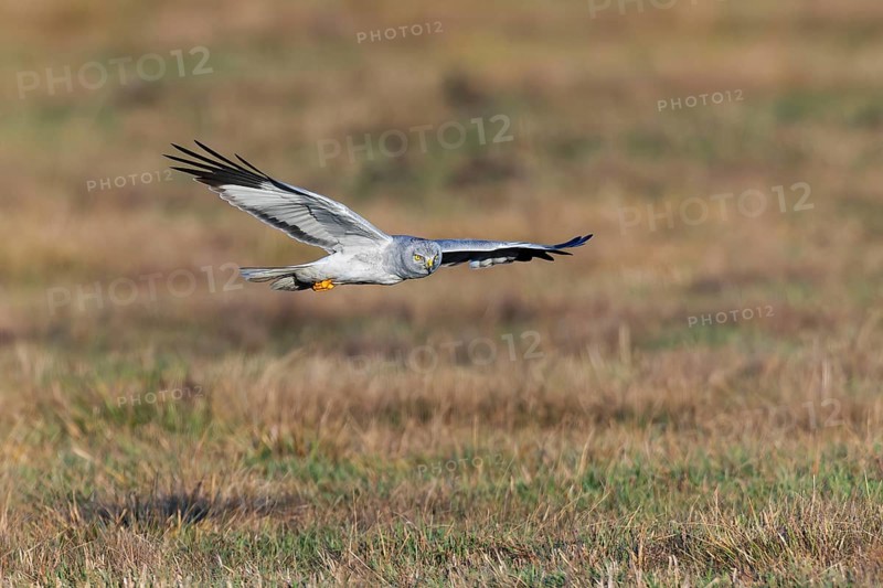 Hen harrier (Circus cyaneus), close-up, grey male flying with outstretched wings in a hunting flight over a meadow, Brandenburg, Germany