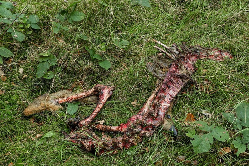 A female roe deer (Capreolus capreolus) killed by a wolf (Canis lupus) 3 days earlier, even the ribs were eaten, only the legs and the spine remain, dead, kill, victim, Germany