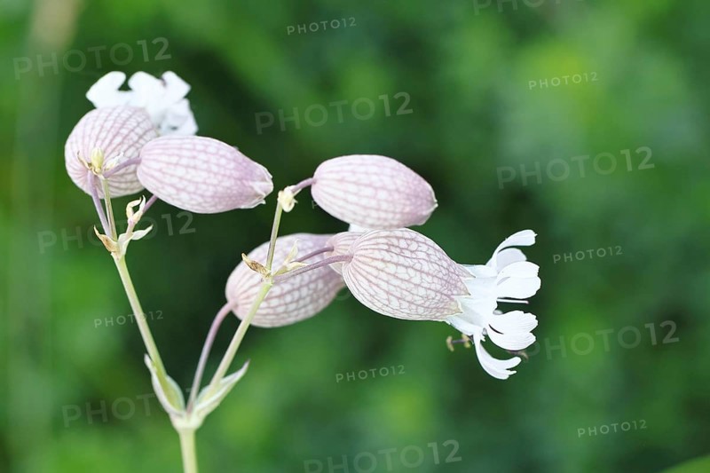 Pigeon's bedstraw or common bedstraw (Silene vulgaris), flower, Wilnsdorf, North Rhine-Westphalia, Germany, North Rhine-Westphalia, Germany