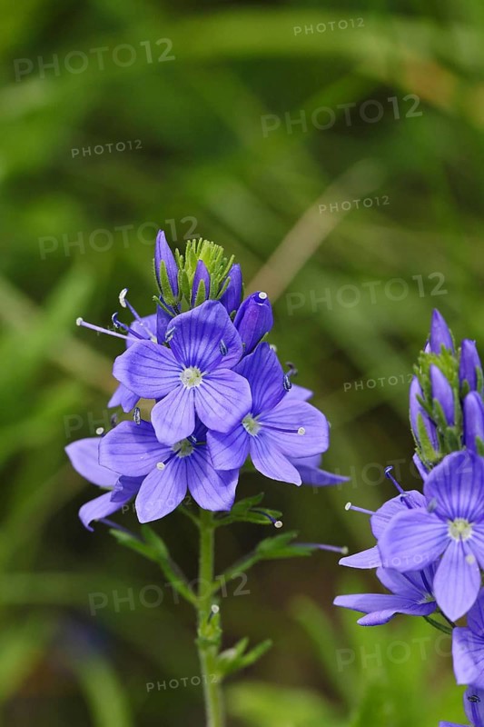 Veronica teucrium (Veronica teucrium) blue flower at the edge of a field hedge, Lahnstein, Rhineland-Palatinate, Germany