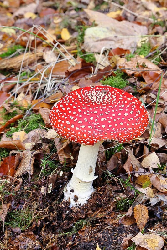 Red fly agaric (Amanita muscaria), fruiting body, in autumn leaves, close-up, Wilnsdorf, North Rhine-Westphalia, Germany