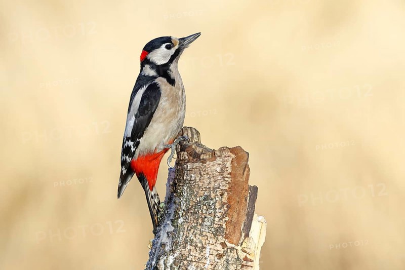Great spotted woodpecker (Dendrocopus major), male, foraging on dead wood of a common birch (Betula pendula), wildlife, woodpeckers, nature photography, autumn, Wilnsdorf, North Rhine-Westphalia, Germany