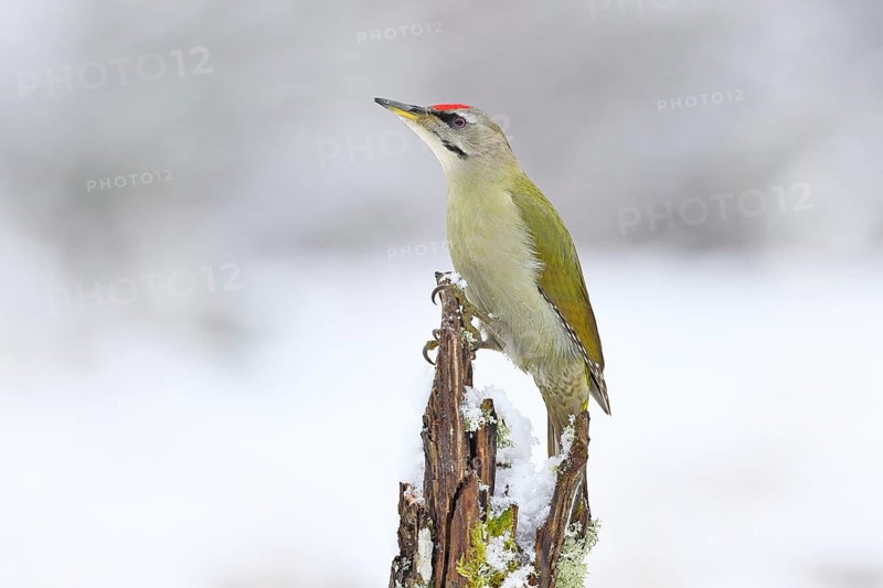 Grey-headed woodpecker (Picus canus), male sitting on a dead wood covered with moss and lichen in winter, Wildlife, Woodpeckers, Birds, Nature photography, Wilnsdorf, North Rhine-Westphalia, Germany