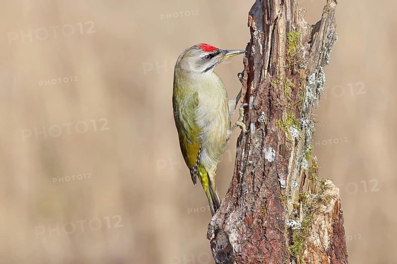 Grey-headed woodpecker (Picus canus), male sitting on a tree stump overgrown with moss and lichen, Wildlife, Woodpeckers, Birds, Nature photography, Wilnsdorf, North Rhine-Westphalia, Germany