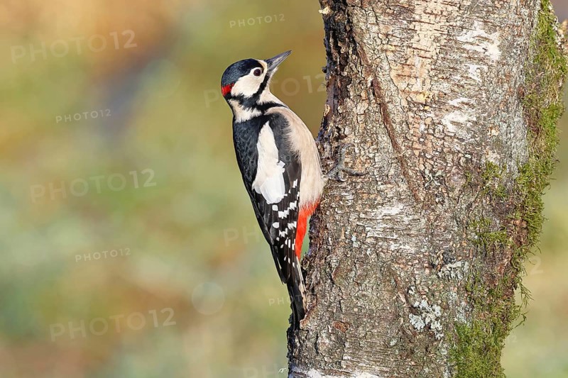 Great spotted woodpecker (Dendrocopus major), male, foraging on the trunk of a common birch (Betula pendula), wildlife, woodpeckers, nature photography, autumn, Wilnsdorf, North Rhine-Westphalia, Germany