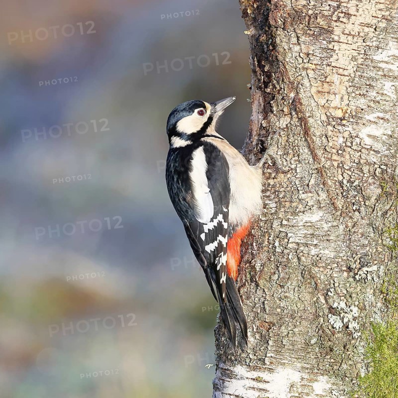 Great spotted woodpecker (Dendrocopus major), female, foraging on the trunk of a common birch (Betula pendula), wildlife, woodpeckers, nature photography, autumn, Wilnsdorf, North Rhine-Westphalia, Germany