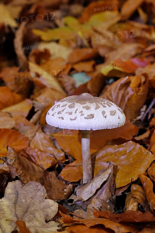Parasol mushroom, Parasol or giant umbrella mushroom (Macrolepiota procera), open cap, at the edge of a forest, Wilnsdorf, North Rhine-Westphalia, Germany