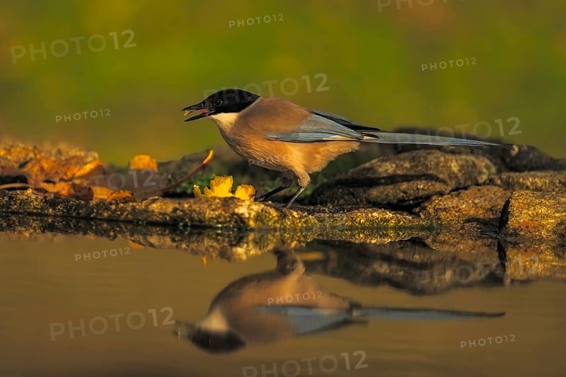 Iberian Azure-winged Magpie (Cyanopica cyana) at a waterhole, Castilla-La Mancha, Spain