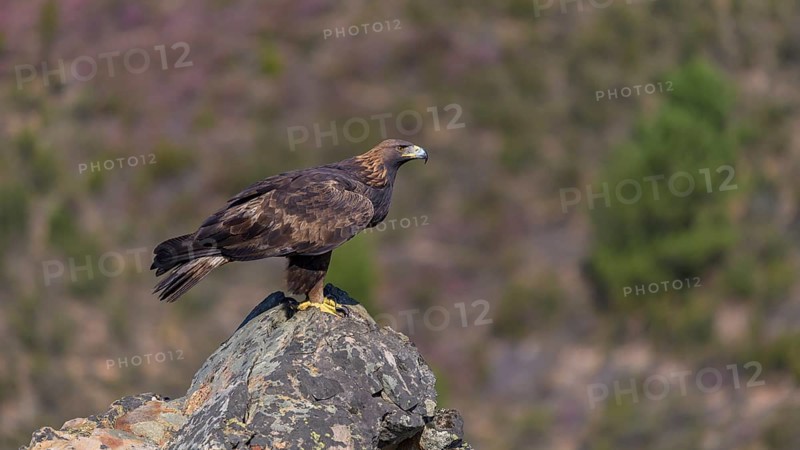 Golden eagle (Aquila chrysaetos), female on a lichen-covered rock, habitat, Extremadura, Spain