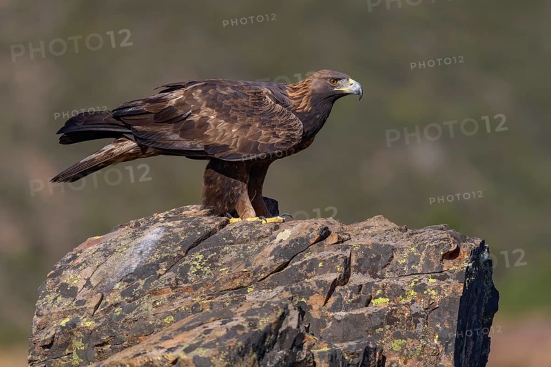 Golden eagle (Aquila chrysaetos), female on a lichen-covered rock, Extremadura, Spain