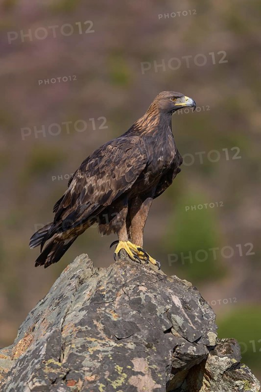 Golden eagle (Aquila chrysaetos), female on a lichen-covered rock, Extremadura, Spain