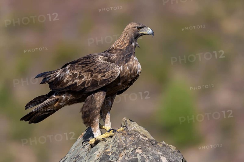 Golden eagle (Aquila chrysaetos), male, Tercel on a lichen-covered rock, Extremadura, Spain