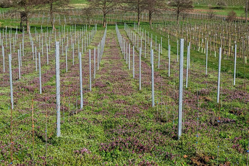 Red deadnettle (Lamium purpureum) in a vineyard, Southern Palatinate, Palatinate, Rhineland-Palatinate, Germany