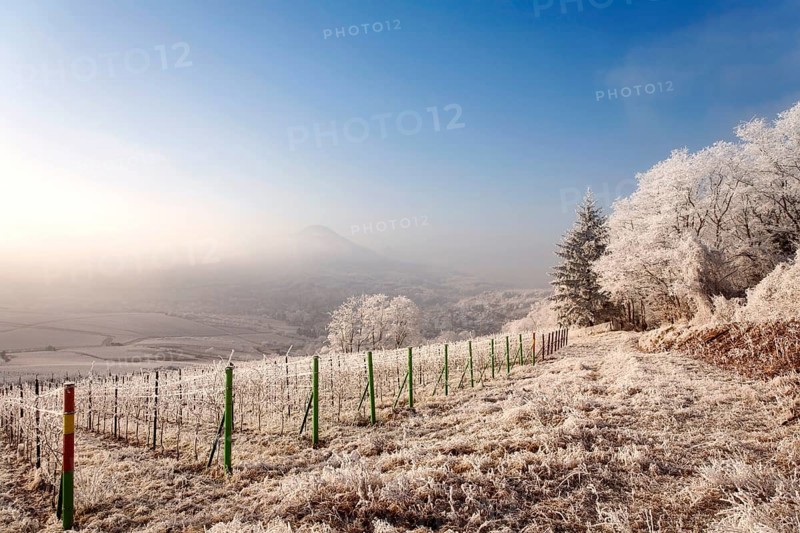 Winter landscape with frosty vines and wide views of the valley under a blue sky, Palatinate, Rhineland-Palatinate, Germany