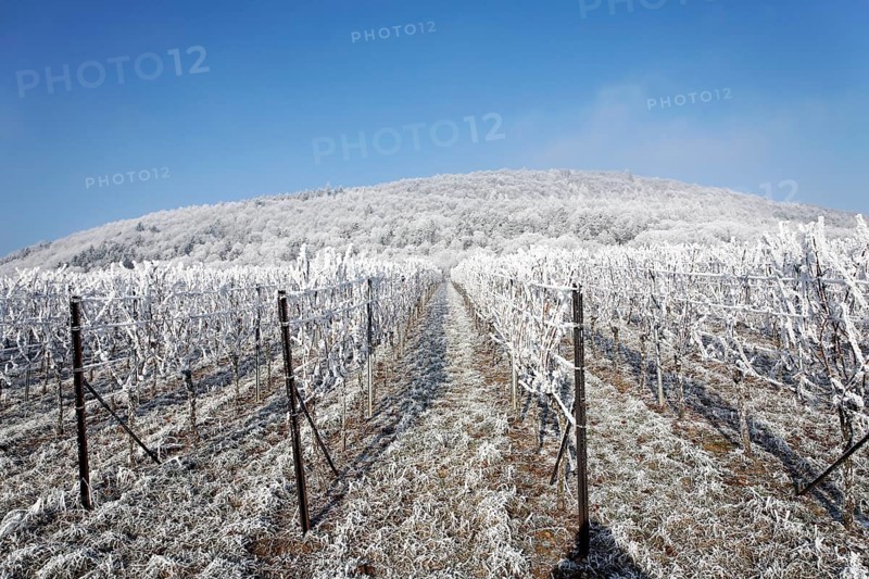 Snowy and frosty vineyards under clear, blue winter skies, South Palatinate, Rhineland-Palatinate, Germany