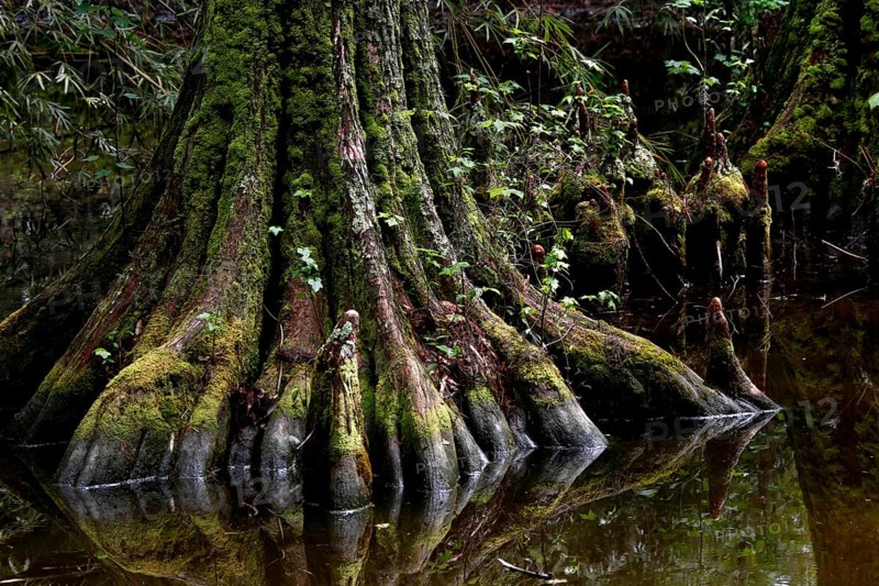A cypress covered with moss reflects in water, Charleston, South Carolina, USA