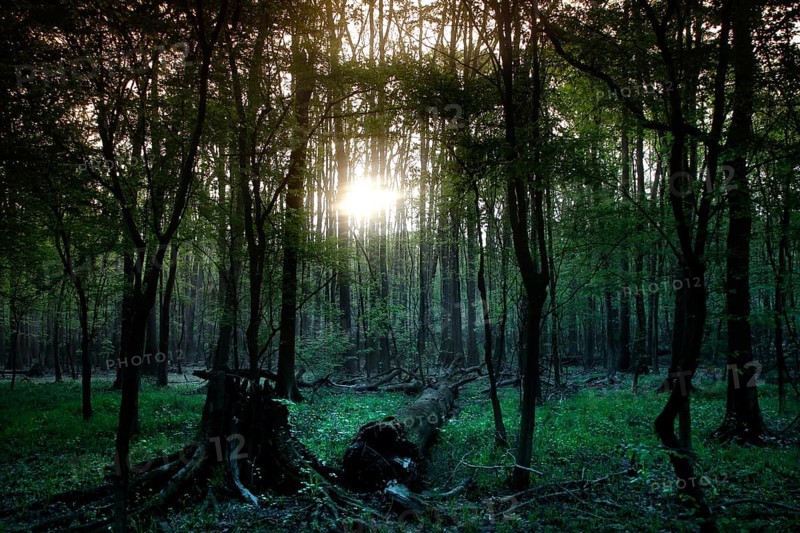 Mysterious forest with marshland pierced by the light of the low sun, Congaree National Park, South Carolina, USA