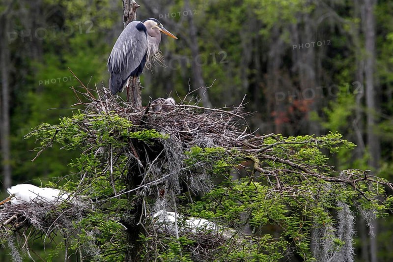 Grey heron on a nest in a dense marshland, Charleston, South Carolina, USA