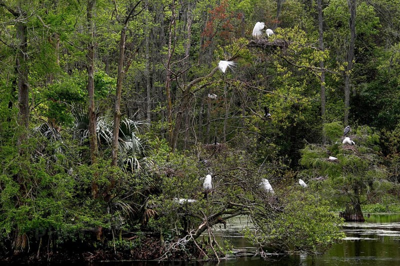 A quiet swamp with white birds in the trees, Charleston, South Carolina, USA