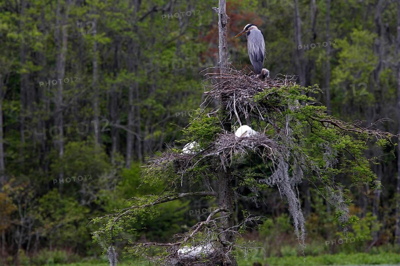 A gray heron sits on a tree nest in Audubon Swamp, Charleston, null, USA